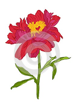 Blooming red peony flower. Hand drawing of red peony flower Vector illustration.
