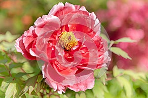 blooming red Peony flower with soft background,close-up of red Peony flower in the garden