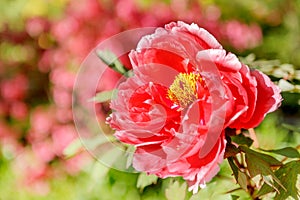 blooming red Peony flower with soft background,close-up of red Peony flower in the garden