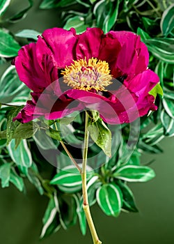 Blooming red peony on a green background