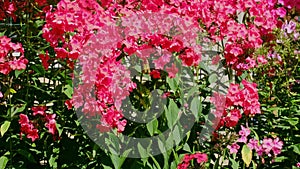 blooming red phloxes in the garden on a sunny summer day