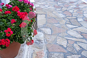 Blooming red and pink color geranium plant in ceramic pot close up view, paved street background