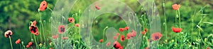 Blooming red poppies in  field in spring in nature on green grass floral background with soft focus. Photo with toning. Bright