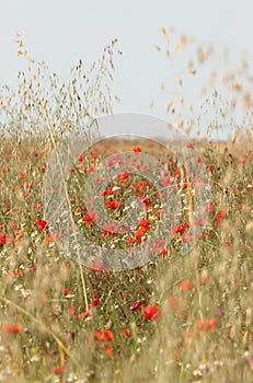 Blooming red poppies in a meadow of barley with grasses and french marguerite