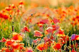 Blooming red poppies in a summer meadow