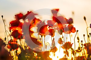 Blooming red poppies in a summer meadow