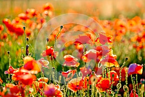 Blooming red poppies in a summer meadow