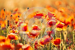 Blooming red poppies in a summer meadow