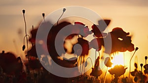 Blooming red poppies in a summer meadow swing