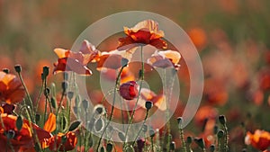 Blooming red poppies in a summer meadow swing