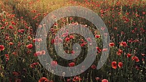 Blooming red poppies in a summer meadow swing in wind at sunset. Field of red poppies at sunset. Beautiful flowers and