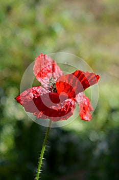 Blooming Red Poppy Flower Close-up, Macro Nature