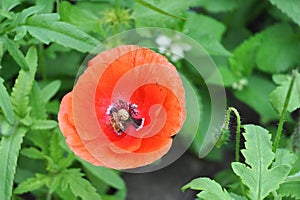 Blooming red poppy flower with a pollinating honey bee.