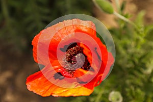 Blooming red poppy flower on spring day, closeup