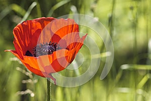 A blooming red poppy flower on a sunny day.