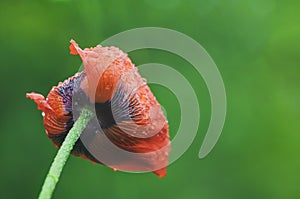 A blooming red poppy on a green background with raindrops on its petals.