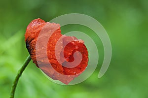 A blooming red poppy on a green background with raindrops on its petals.