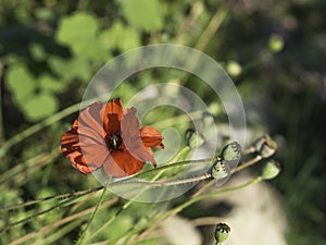 Blooming red poppy and seed cases, closeup