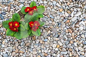 Blooming red primulas in the basket in the spring