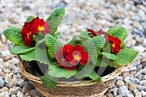Blooming red primulas in the basket in the spring