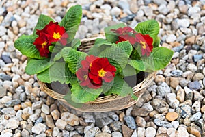 Blooming red primulas in the basket in the spring