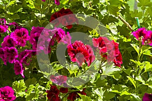 Blooming red and purple geranium