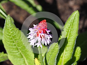 Blooming red with purple Primula Vialii, Orchid Primrose flower in the garden during Spring