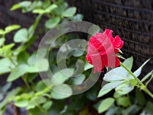 Blooming red rose on black garden net background