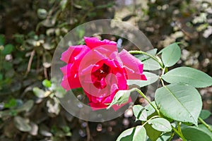 Blooming red rose in garden, blurred background