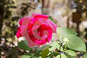 Blooming red rose in garden, blurred background