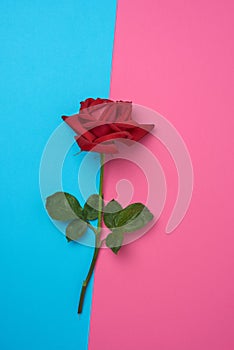 Blooming red rose with green leaves on a blue pink background