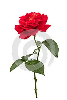 A blooming red rose with green leaves, isolate on a white background