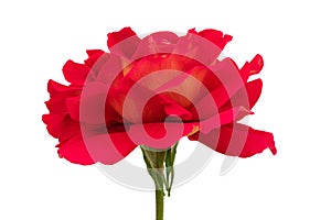 A blooming red rose with green leaves, isolate on a white background