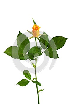 a blooming red rose with green leaves, isolated