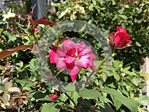 Blooming red rose and a half-opened rosebud in a garden