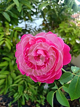 A blooming red rose in the hause backyard