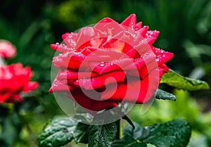 Blooming red rose.Raindrops on flower petals.