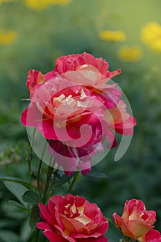 Blooming red rose Shanti. Red flowering rosa
