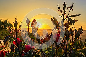 Blooming red rose with sun flare at sunset in Napa Valley, California, USA