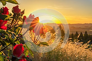 Blooming red rose with sun flare at sunset in Napa Valley, California, USA