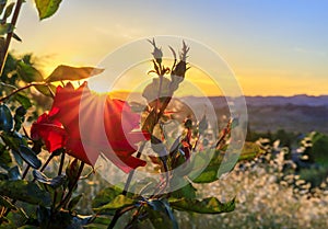 Blooming red rose with sun flare at sunset in Napa Valley, California, USA