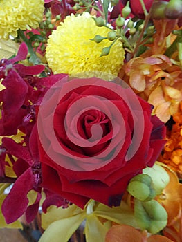 Blooming red rose and yellow flower