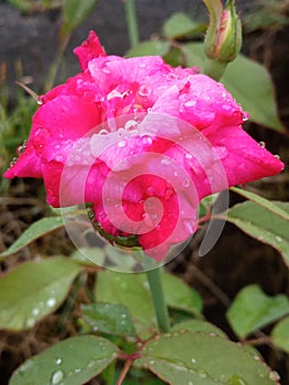 The blooming red roses in the afternoon