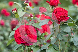 blooming red roses close-up on a green blurred background