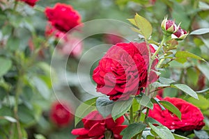 blooming red roses close-up on a green blurred background