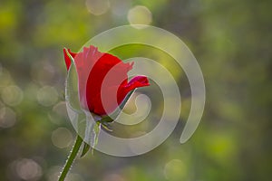 Blooming red roses flower over blured hexagon bokeh background. Valentines Day background, wedding day.