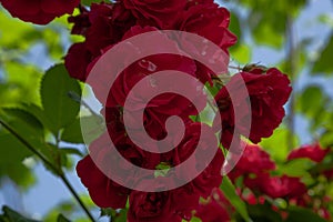 Blooming red roses in summer