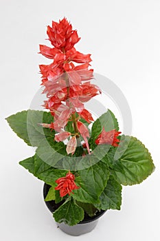 Blooming Red Salvia splendens flower isolated on white background. Salvia splendens flower the scarlet sage or tropical sage. Fl