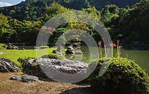 Blooming red spider lilies at traditional Japanese zen garden Sogenchi at Tenryu-ji Temple along pond in Kyoto, Japan