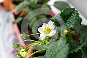 Blooming strawberries in the pot on the balcony.